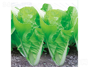 �֠����3̖-��˷N��-�֠��r�I