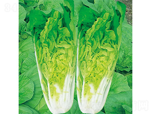 �֠����1̖-��˷N��-�֠��r�I