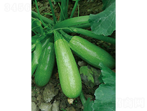 ����5̖(h��o)-�����J�N��-�֠��r(n��ng)�I(y��)