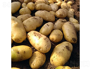 ϣɭ3̖(h��o)-�����N��-ϣɭ