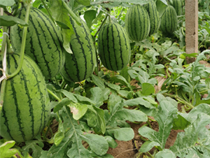 ��Ȫ2k-���ϷN��-����N�I