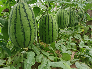 薩麗特-西瓜種子-恒瑞種業