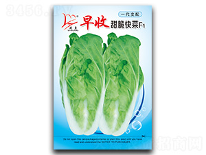 ���������-��˷N��-�}�ʷN�I