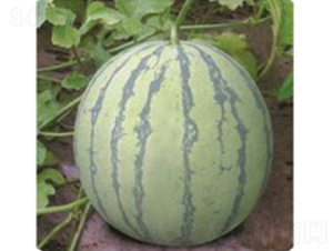 早佳8424-西瓜種子-臺州農資