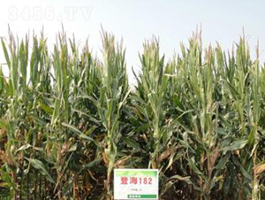 �Ǻ�182-���׷N��-�Ǻ��N�I