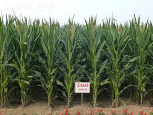 �Ǻ�618-���׷N��-�Ǻ��N�I(y��)