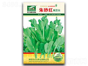 ��ɰ�t-�㶹��N��-ȫ�d�N�I