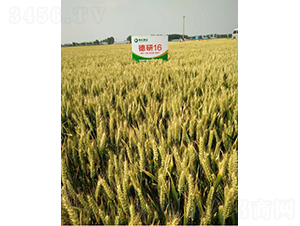 德研16-小麥種子-德宏種業(yè)