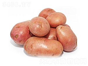 民豐紅-土豆種子-民豐種業