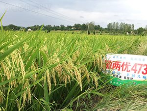 �ՃɃ�473-ˮ���N��-Ԭ�Z