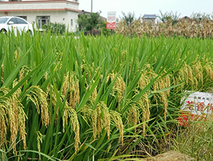 ���マ89-ˮ���N��-Ԭ�Z