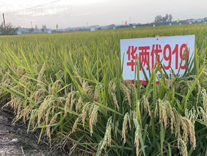 �A�Ƀ�919-ˮ���N��-Ԭ�Z