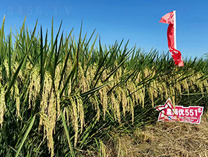 �ǃɃ�551-ˮ���N��-Ԭ�Z