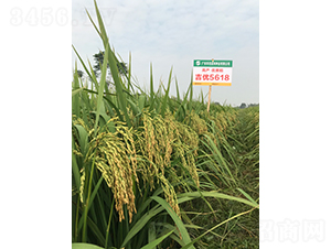 ����5618-ˮ���N��-�Aï�߿�