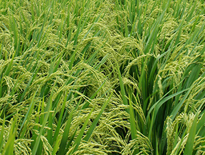 Y�Ƀ�6̖-ˮ���N��-ϣ���N�I