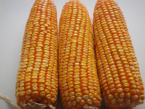 ����9̖-���׷N��-���S�N�I