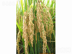 �პ34-ˮ���N��-���S�N�I