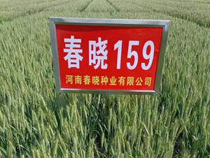 春曉159-小麥種子-春曉種業