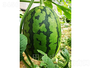 ��Ȼ��-���ϷN��-��Ƴ�