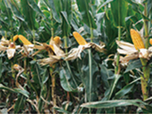 �|��188-���׷N��-�����N�I