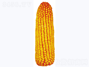 ����359-���׷N��-�����N�I