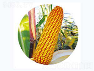 �t��369-���׷N��-�����N�I