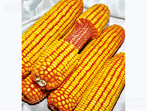 �\��911-���׷N��-�����N�I(y��)