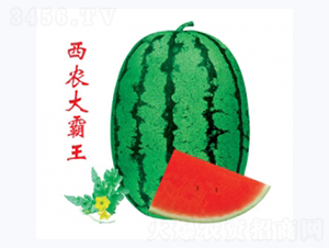 ���r�����-���ϷN��-�ؼt�N�I