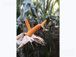 ����9̖(h��o)-���׷N��-���S�N�I(y��)