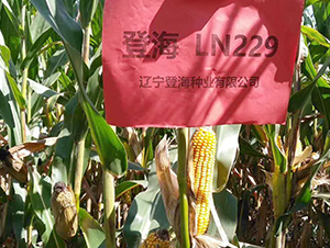 登海229-玉米種子-登海種業