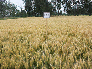 輪選27-小麥種子-潤揚種業