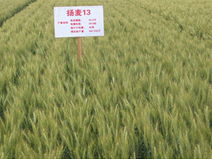 �P��13-С���N��-���P�N�I