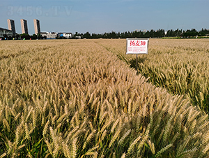 �P��30-С���N��-���P�N�I