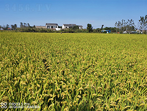 �L�r��1̖-ˮ���N��-���P�N�I