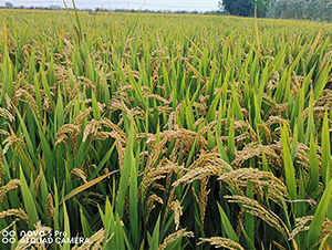 ���P��(y��u)�㾬-ˮ���N��-���P�N�I(y��)