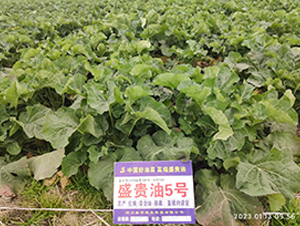 ʢ�F��5̖-�Ͳ˷N��-ʢƽ�r�I