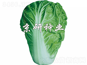 京夏1號-白菜種子-京研種業