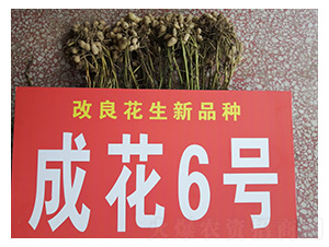 �ɻ�6̖-�����N��-���S�N�I