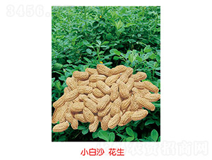 С��ɳ����-�����N��-�S�A�N�I