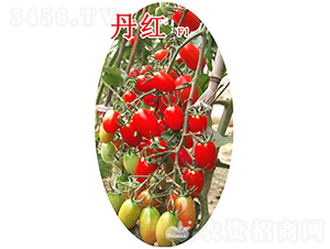 ���tF1����TY�͟�t��С���ѣ�-���ѷN��-�֠���˹