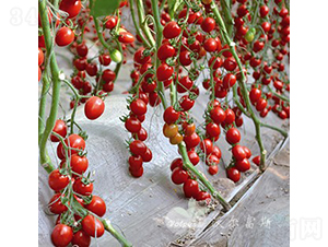 �μ���F1�����|�t��С���ѣ�-���ѷN��-�֠���˹