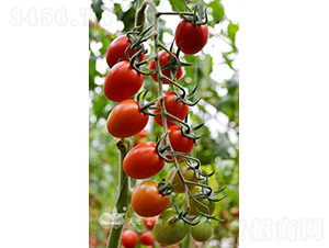 ����F1����Ʒ�|�t��С���ѣ�-���ѷN��-�֠���˹