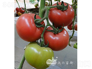 �W˼�ȶ�̖F1���a���ߡ����A�\��-���ѷN��-�֠���˹