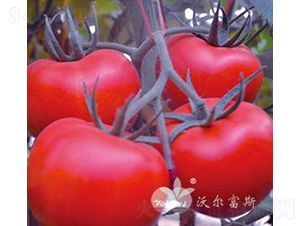 ��t1187F1����TY��Ʒ�t�����ѣ�-���ѷN��-�֠���˹