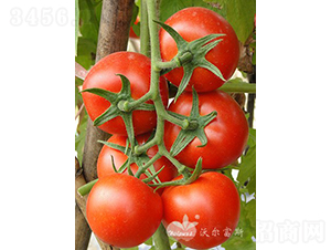 �t�F1���t�����ѣ�-���ѷN��-�֠���˹