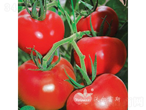 ʥ���_F1�����|�߮a��t����Ʒ�N��-���ѷN��-�֠���˹