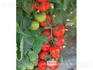 �t����F1�����޴�t���ѣ�-���ѷN��-�֠���˹