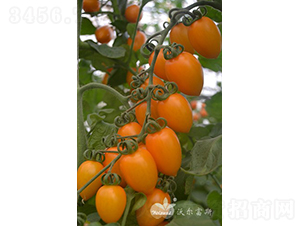 �S����F1�����|�S��С���ѣ�-���ѷN��-�֠���˹