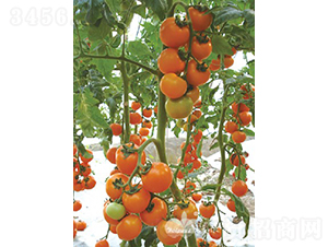 �_���S��F1�����|�S��С���ѣ�-���ѷN��-�֠���˹