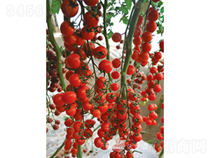 �tؐؐF1���tɫ�A��С���ѣ�-���ѷN��-�֠���˹